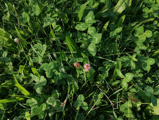 Herbal Leys - sorted!