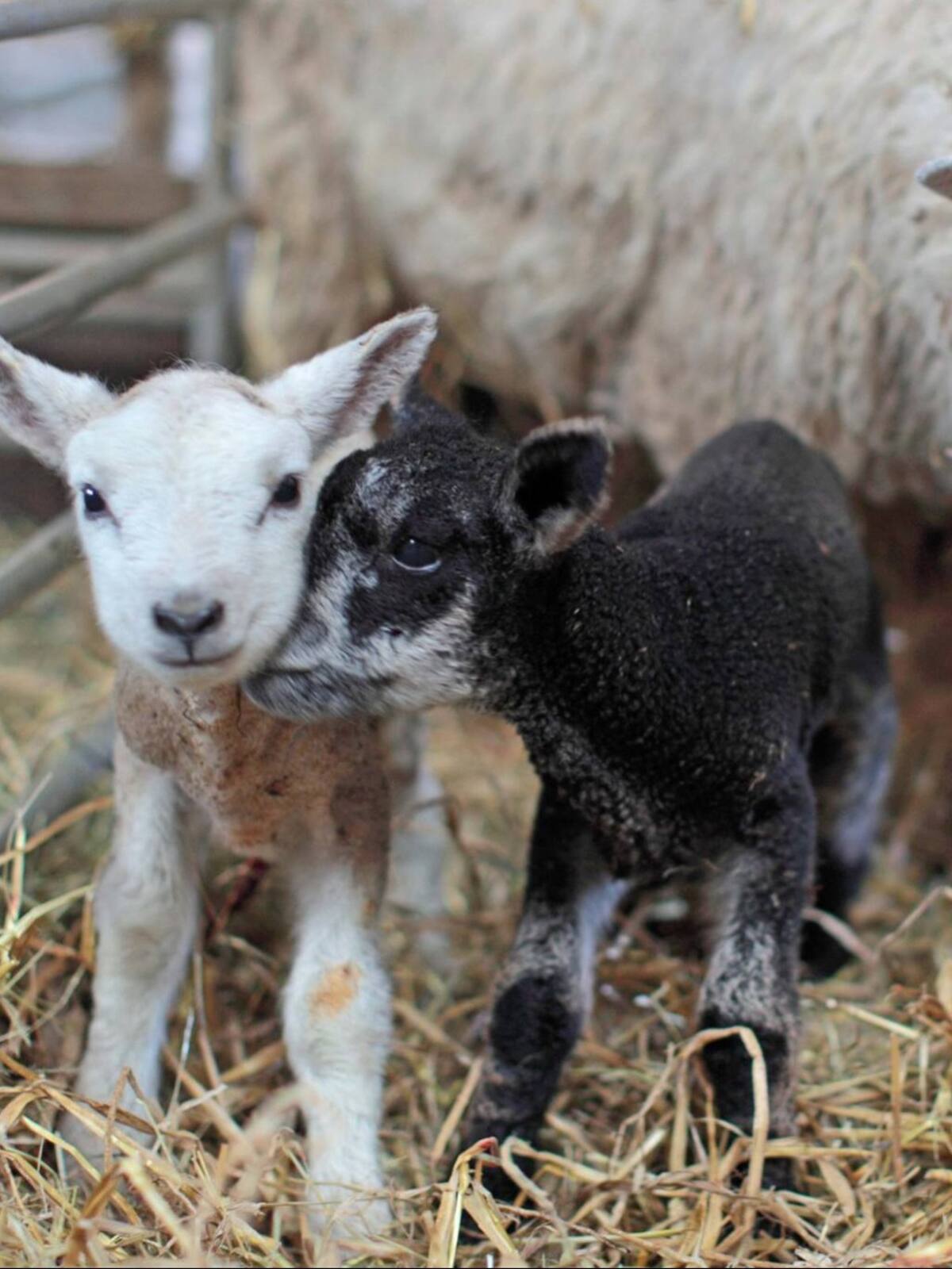 Experience Lambing at Lovaton Farm
