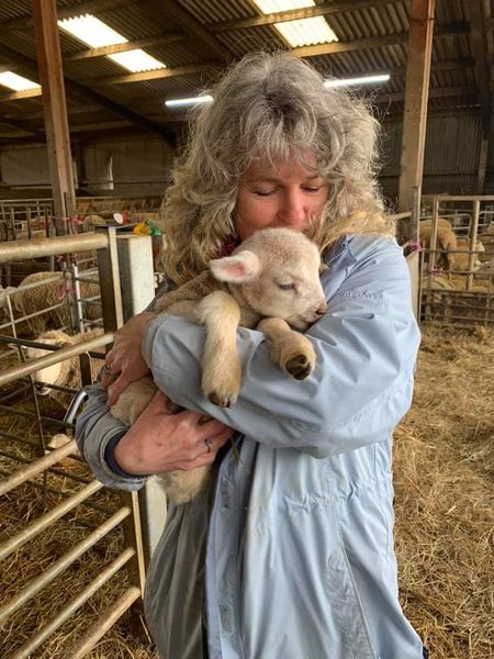 Experience Lambing at Lovaton Farm